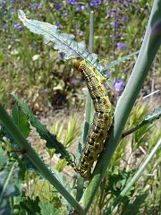 camissonia californica and hyles lineata caterpillar